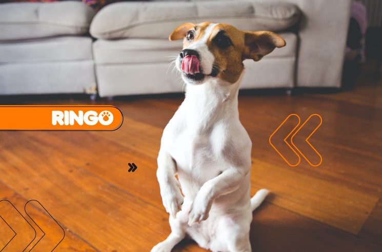A los perros les gusta mucho la buena comida, en especial la que come su familia, sin embargo, existen otras razones por las que el perro siempre se muestre hambriento